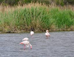 Image result for parque natural de camargue
