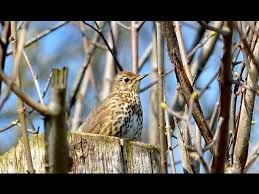Attēlu rezultāti vaicājumam “Turdus philomelos adult”