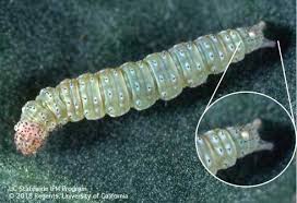 Attēlu rezultāti vaicājumam “Orthosia miniosa larva”