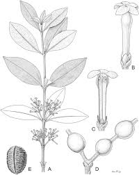 Attēlu rezultāti vaicājumam “Apocynaceae”