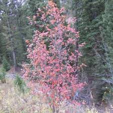 Attēlu rezultāti vaicājumam “Crataegus monogyna subsp. nordica”