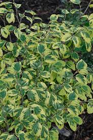 Attēlu rezultāti vaicājumam “Hamamelis”