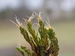 Attēlu rezultāti vaicājumam “Heterotrichia oerstedii (syn. Arcyria oerstedii) sessile”