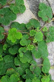 Attēlu rezultāti vaicājumam “Cribraria rubiginosa”