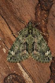 Attēlu rezultāti vaicājumam “Chloroclysta siterata”