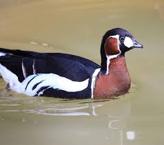 Image result for Branta ruficollis