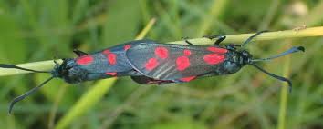 Attēlu rezultāti vaicājumam “Zygaena filipendulae”