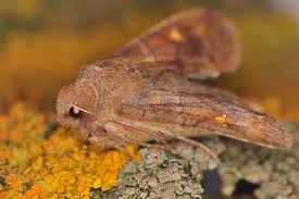 Attēlu rezultāti vaicājumam “Eupsilia transversa”