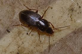 Attēlu rezultāti vaicājumam “Pterostichus aterrimus”