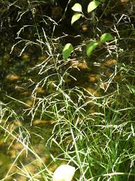 Attēlu rezultāti vaicājumam “Glyceria striata fruit”