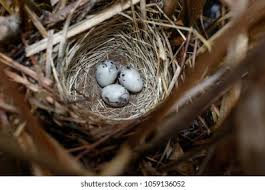 Attēlu rezultāti vaicājumam “Emberiza schoeniclus eggs”