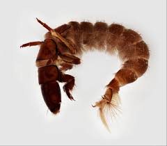 Attēlu rezultāti vaicājumam “Trichoptera”