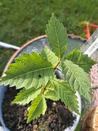 Attēlu rezultāti vaicājumam “Ulmus laevis”