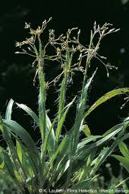 Attēlu rezultāti vaicājumam “Luzula pilosa bud”