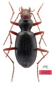 Attēlu rezultāti vaicājumam “Nebria livida”