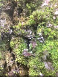 Attēlu rezultāti vaicājumam “Lycogala roseosporum sessile”