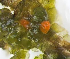 Attēlu rezultāti vaicājumam “Octosporella jungermanniarum”