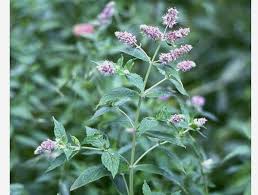 Attēlu rezultāti vaicājumam “Mentha longifolia”