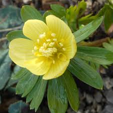 Attēlu rezultāti vaicājumam “Eranthis hyemalis flower”