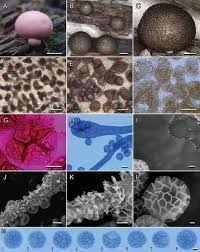 Attēlu rezultāti vaicājumam “Lycogala conicum spores”