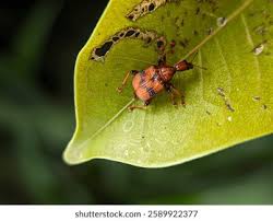 Attēlu rezultāti vaicājumam “Attelabidae”