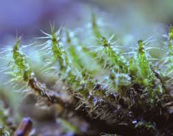 Attēlu rezultāti vaicājumam “Campylium, Campyliadelphus”