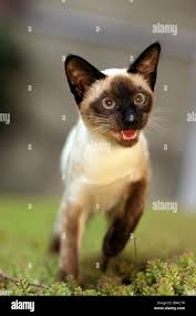 Attēlu rezultāti vaicājumam “Felis silvestris catus adult”