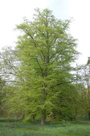 Attēlu rezultāti vaicājumam “Fagus sylvatica”