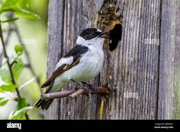 Image result for Ficedula albicollis