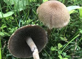 Attēlu rezultāti vaicājumam “Psathyrella lacrymabunda”