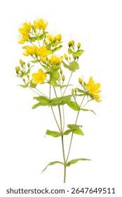 Attēlu rezultāti vaicājumam “Hypericum perforatum bud”