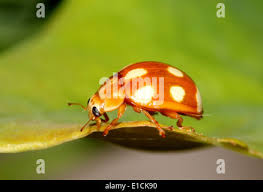Attēlu rezultāti vaicājumam “Calvia decemguttata larva”