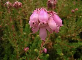 Attēlu rezultāti vaicājumam “Erica tetralix fruit”