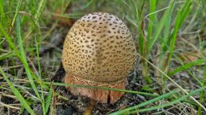 Attēlu rezultāti vaicājumam “Amanita regalis”