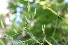 Attēlu rezultāti vaicājumam “Mycelis muralis bud”