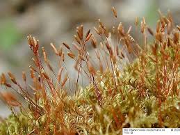 Attēlu rezultāti vaicājumam “Pylaisia polyantha”