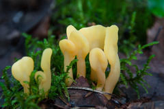 Attēlu rezultāti vaicājumam “Spathularia flavida”