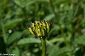 Attēlu rezultāti vaicājumam “Trollius europaeus fruit”