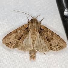 Attēlu rezultāti vaicājumam “Apamea monoglypha”