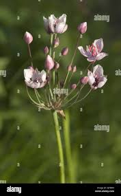 Attēlu rezultāti vaicājumam “Butomus umbellatus”