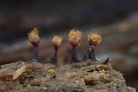 Attēlu rezultāti vaicājumam “Trichia botrytis var. cerifera”