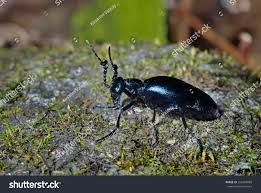 Attēlu rezultāti vaicājumam “Meloe sp.”