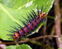 Attēlu rezultāti vaicājumam “Araschnia levana upperside”