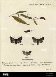 Attēlu rezultāti vaicājumam “Melanchra persicariae larva”