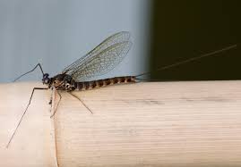 Attēlu rezultāti vaicājumam “Siphlonurus”