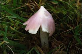 Attēlu rezultāti vaicājumam “Milesina murariae”