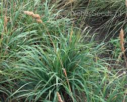 Attēlu rezultāti vaicājumam “Dactylis glomerata subsp. glomerata”