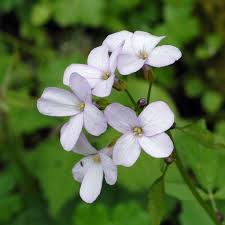 Attēlu rezultāti vaicājumam “Cardamine bulbifera leaf”