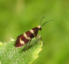 Attēlu rezultāti vaicājumam “Micropterix aureatella”