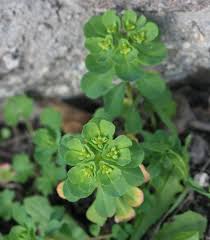 Attēlu rezultāti vaicājumam “Euphorbia helioscopia leaf”